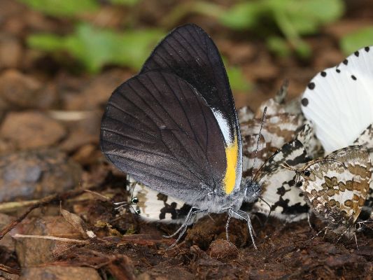 Belenois raffrayi extendens male UNS